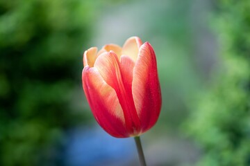 Red and white tulip flower on the green background