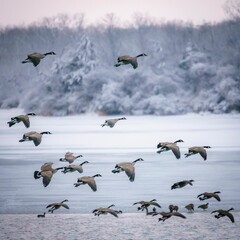 Flock of geese flying over a frozen lake during the winter season