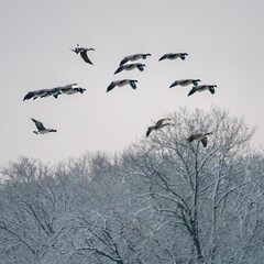 Group of geese soaring over a picturesque winter landscape featuring snow-covered trees
