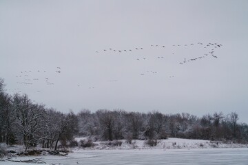 Beautiful winter scene with a flock of birds flying above the frozen lake