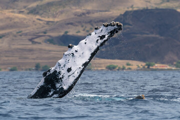 Humpback whale pectoral fin