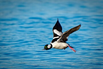 Majestic bufflehead bird soaring majestically over a tranquil body of water