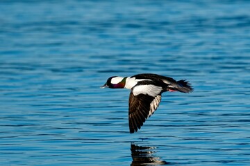 Majestic bufflehead bird soaring majestically over a tranquil body of water