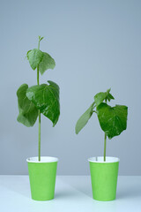 Young beans plant on blue background. Studio lighting.