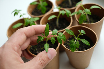 A grower's hand touches a tomato seedling. Plant care concept