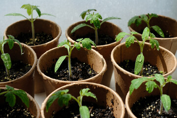Young seedlings tomato with water drops in paper pots. Selective focus. Home greenhouse