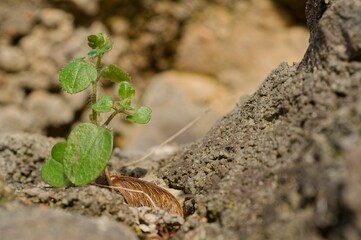 Single green plant growing out of the ground amongst a grouping of rocks in a natural environment