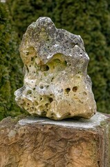 Piece of limestone on display with a slight moss and naturally formed holes