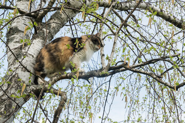 Cat climbed among tree branches on sky background