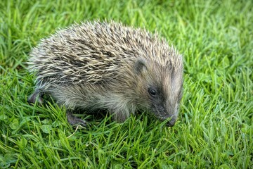 Closeup of a cute hedgehog on a field of lush green grass