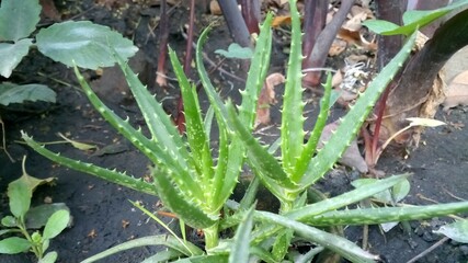 Fototapeta na wymiar Plant of alovera on a garden