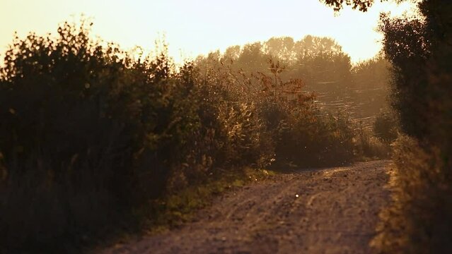 Recording a path in autumn. In the backlight of the sun, spider webs and flying insects can be seen in the air. Location: Mecklenburg-Vorpommern, Germany