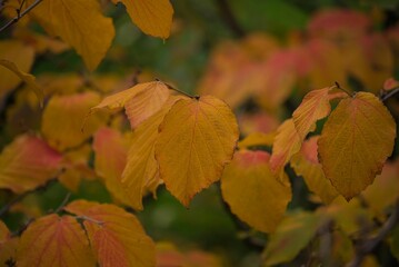 Yellow leaves in the sunlight on a tree branch