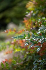 Closeup of the bush with green leaves growing in the forest