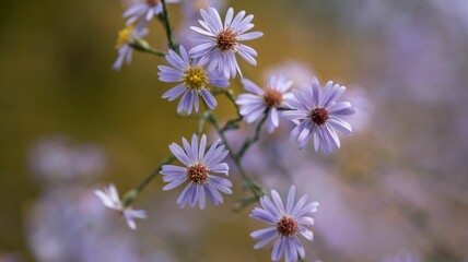 Closeup of purple elegant Alpine aster flowers