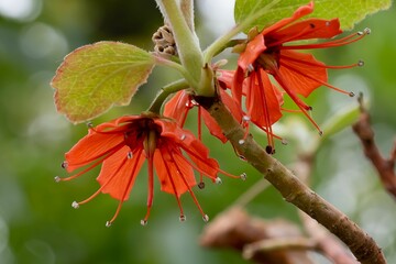 Closeup of orange Fritillaria imperialis or royal grouse flowers in spring garden