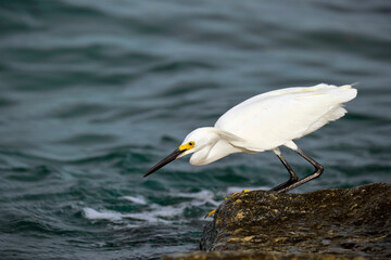 White heron wild sea bird, also known as great or snowy egret hunting on seaside in summer