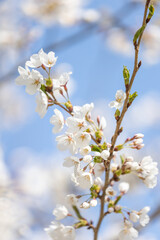 Blooming cherry blossom Sakura trees close up - High Park, Toronto Canada