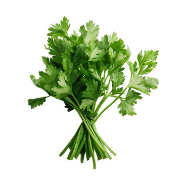 Parsley on white and transparent background.