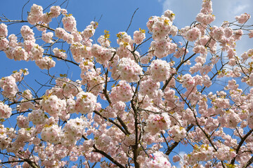 Prunus 'Ichiyo' cherry blossom tree in flower.