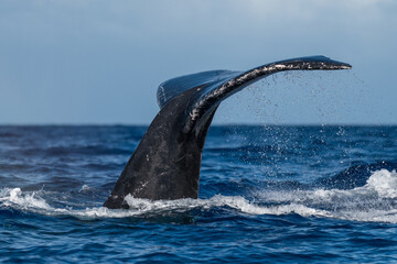 Humpback whale tail fluke