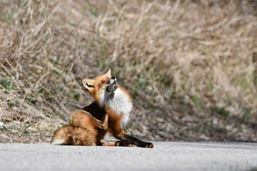 Red fox sits scratching on the edge of an agriculture field with a rodent in its mouth
