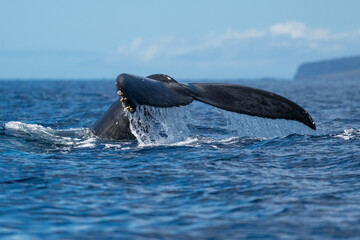 Obraz premium Humpback whale tail fluke