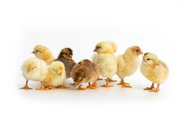 Newly hatched French Faverolles chicks isolated on white background - selective focus, copy space