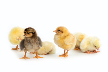 Newly hatched French Faverolles chicks isolated on white background - selective focus, copy space