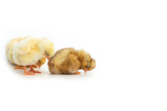 Just hatched French Faverolles chicks sleeping together. Isolation on white background - selective focus, copy space
