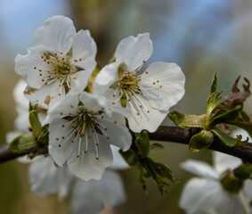 A bouquet of cherry blossoms is a stunning display of nature's beauty. Each blossom is a tiny work of art, with intricate patterns and textures that captivate the eye.