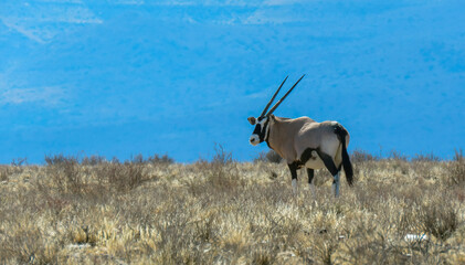 Crossing the Karoo plain. A female gemsbok pauses in dry grassland in the Karoo National Park....