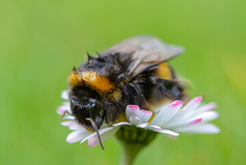 macro photo of a flower, background, texture. Caring for the environment.