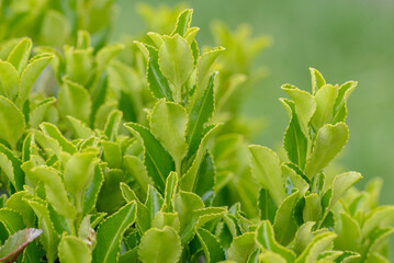 Obraz premium macro photo of a flower, background, texture. Caring for the environment.
