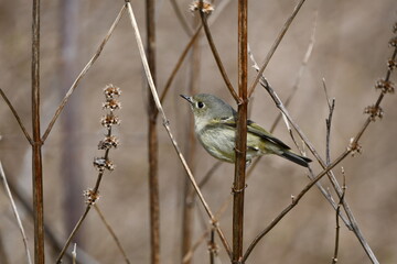 Close up of a cute little Ruby Crowned Kinglet bird perched on a twig