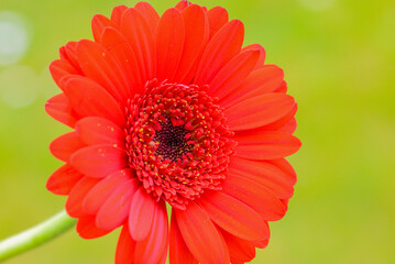 Macro photo of a gerbera flower with a drop of water. floral background