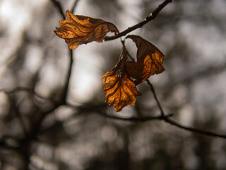 autumn leaves on the tree