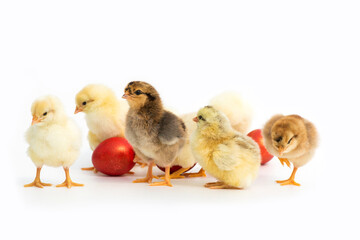 Just hatched chicks and Easter red eggs isolated on white background. Selective focus, copy space.