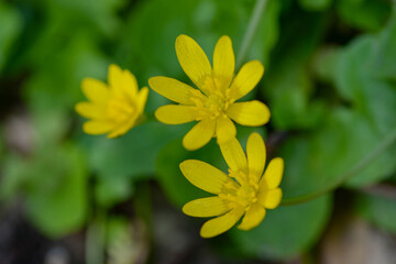 macro photo of a flower, background, texture. Caring for the environment.