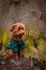 poodle puppy in front of a tree  looking like a teddy bear