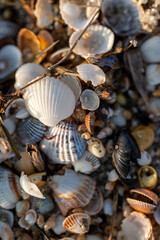 seashells on the beach