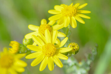 macro photo of a flower, background, texture. Caring for the environment.