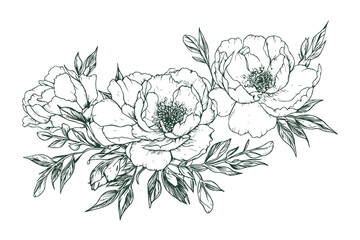 A hand drawn peonies, line art, vector illustration flowers for wedding, invitation, gift cards