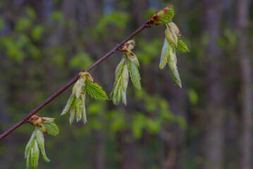 macro photo of a flower, background, texture. Caring for the environment.