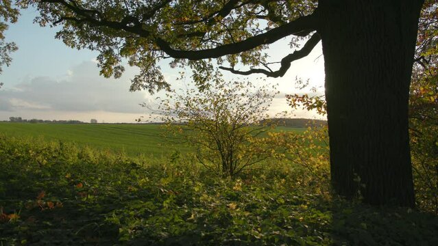View of a green landscape. On the right of the picture is a tree behind which the weak autumn sun is hiding. In the background is a green wide field. Location: Mecklenburg-Vorpommern, Germany