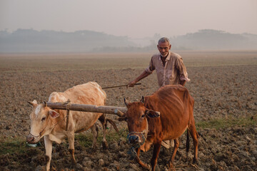 Village farmer cultivating his paddy field with cows connected with a wooden yoke,rural peasant ploughing his field in traditional old manual methods with domestic animal in a winter morning  - obrazy, fototapety, plakaty