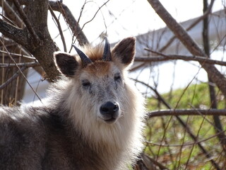 眠そうな二ホンカモシカ