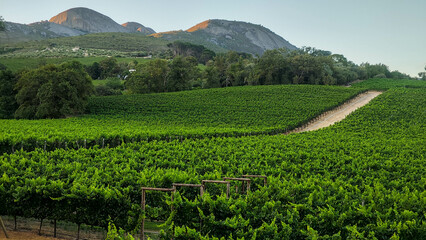 View at vineyards near Paarl in South Africa