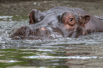 A hippopotamus (Hippopotamus amphibius) sticking its head out of the water