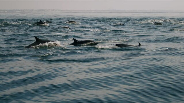 Aerial video of the dolphins swimming on the sea on a sunny day